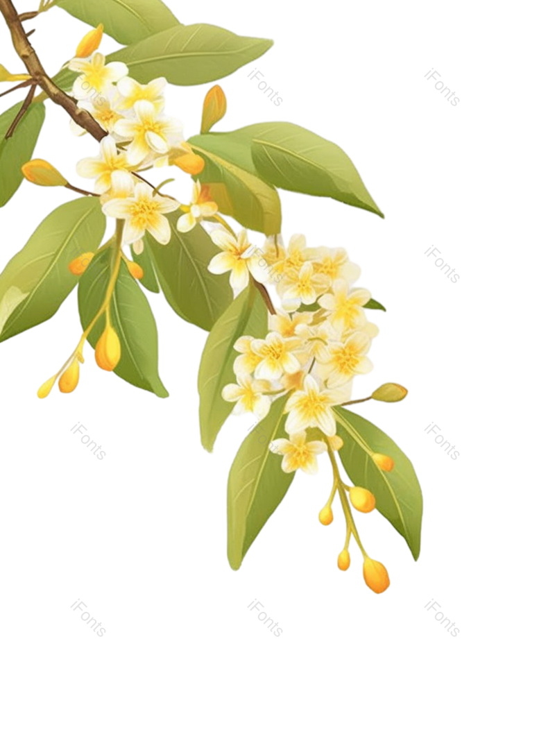 叶子图片,插画元素,白色背景PNG,自然免抠素材